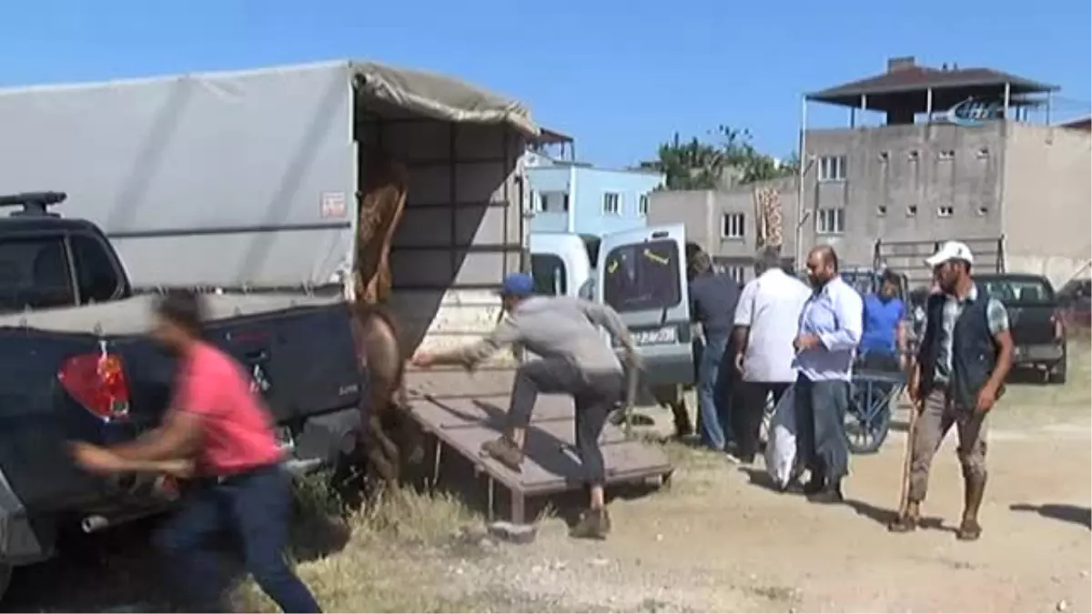 Kurban Pazarından Renkli Görüntüler...kaçan Boğa Kısa Sürede Yakalandı