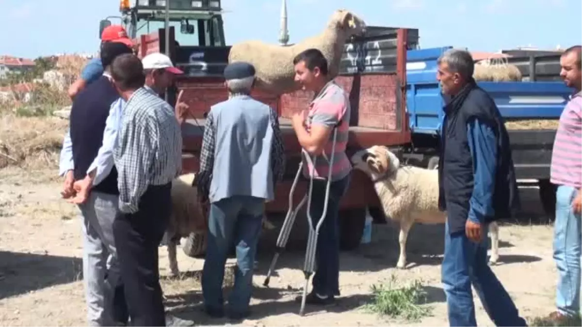 Kurbanlık Pazarının Gözdesi "Gırgıriye"