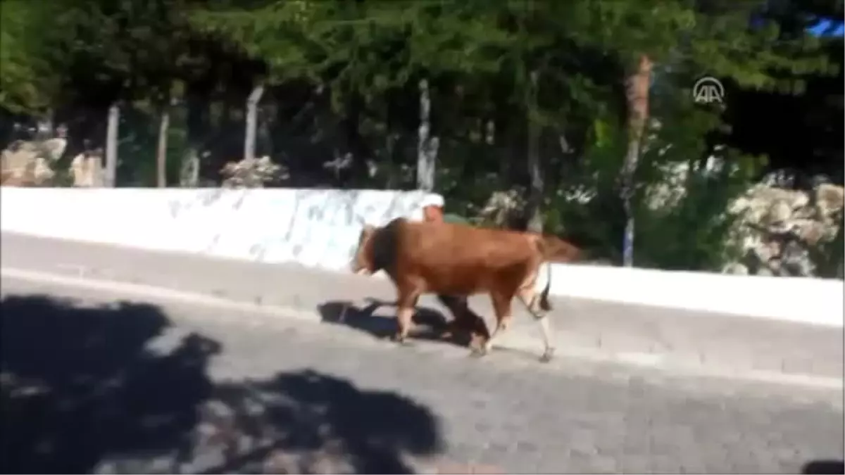 Sahibinin Elinden Kaçan Kurbanlık Dana Güçlükle Yakalandı