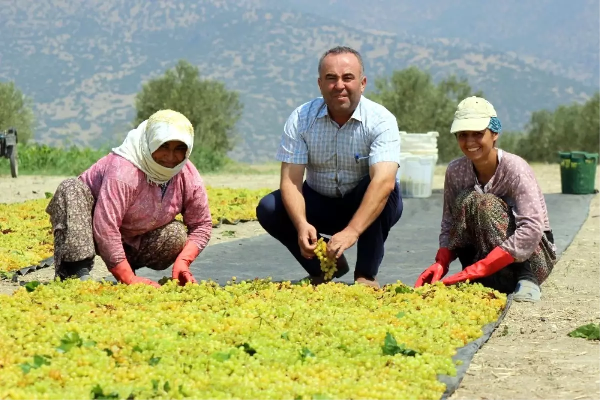 Ziraat Odasından "Üzümünü Açığa Dökme" Uyarısı