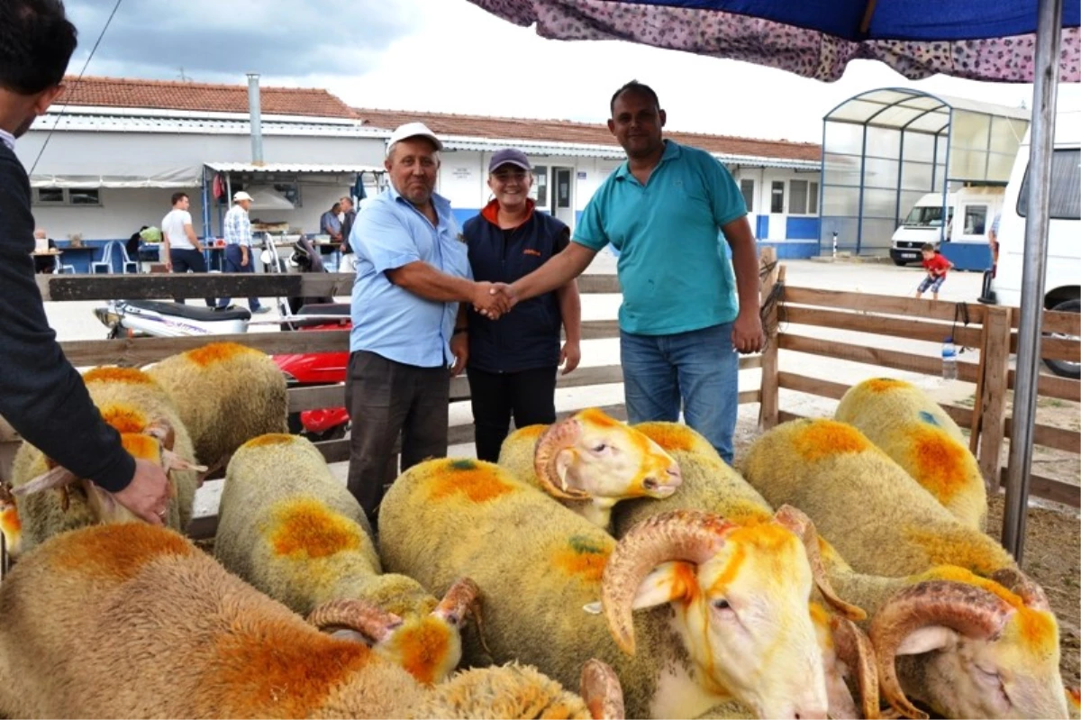 Biga\'da Canlı Hayvan Borsası Canlandı