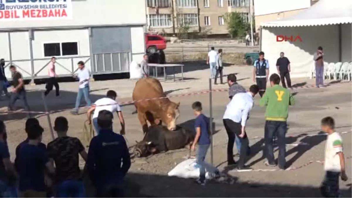 Erzurum\'da Acemi Kasaplar Hastaneleri Doldurdu