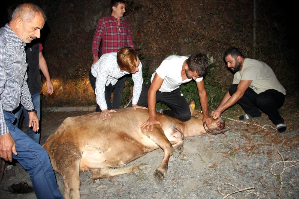 Firari Boğayı Yakalamak İçin 6 Saat Terd Döktüler