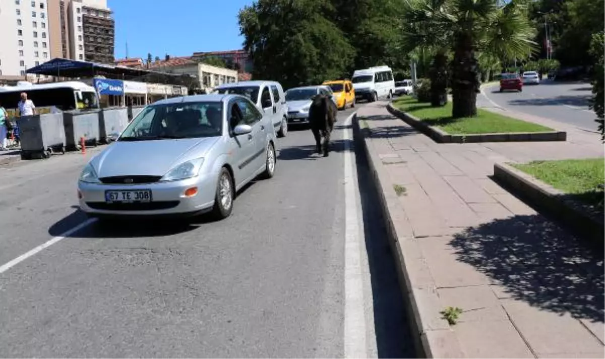 Kaçan Kurbanlık Boğa Uyuşturucu İğne Atılarak Yakalandı