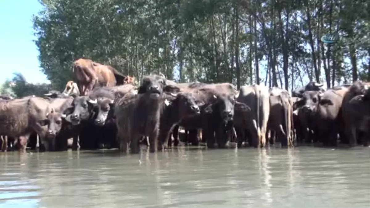 Mandalar Suda Hem Serinliyor, Hem de Süt Verimleri Artıyor