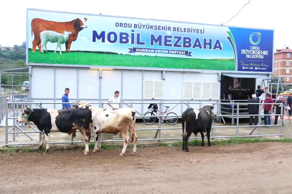 Ordu\'da Mobil Mezbahada Kurban Kesimi