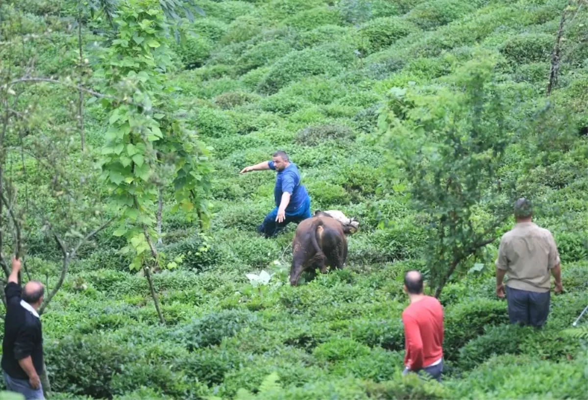 Rize\'de 800 Kiloluk Boğa Önüne Geleni Kovaladı