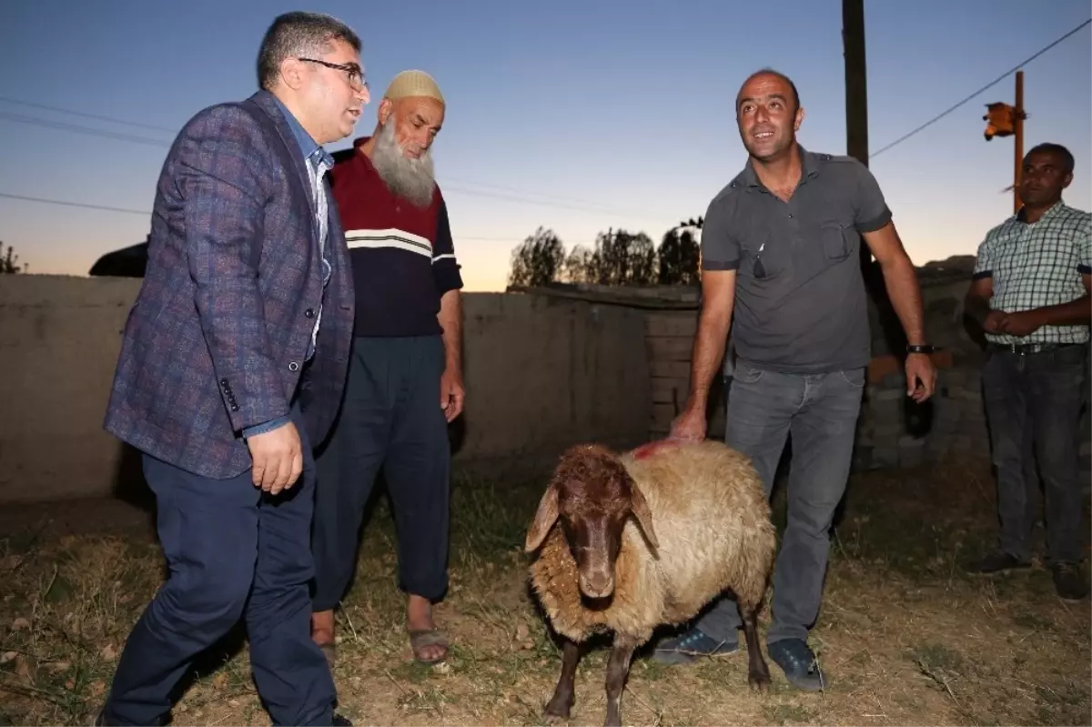 Kaymakam Çetin, Kurban Kesemeyen Vatandaşlara Kurbanlık Koyun Dağıttı