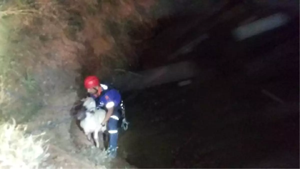 Havuza Düşen Koyunu Kurtarmak İsterken Kendi Boğuldu