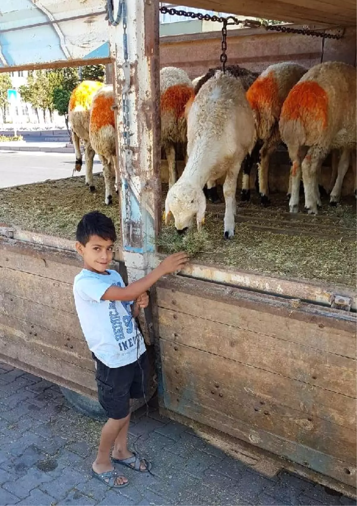 Kurban Kesim Alanları Kireçlendi