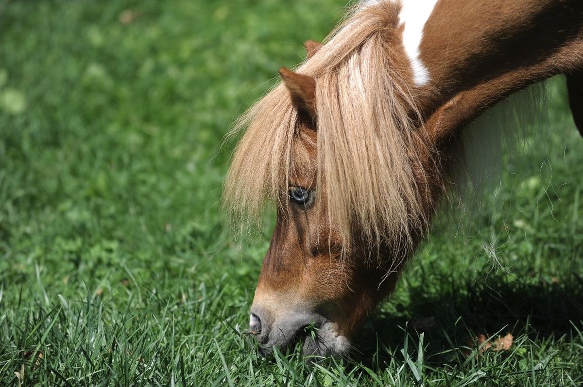 Van Pony\'si