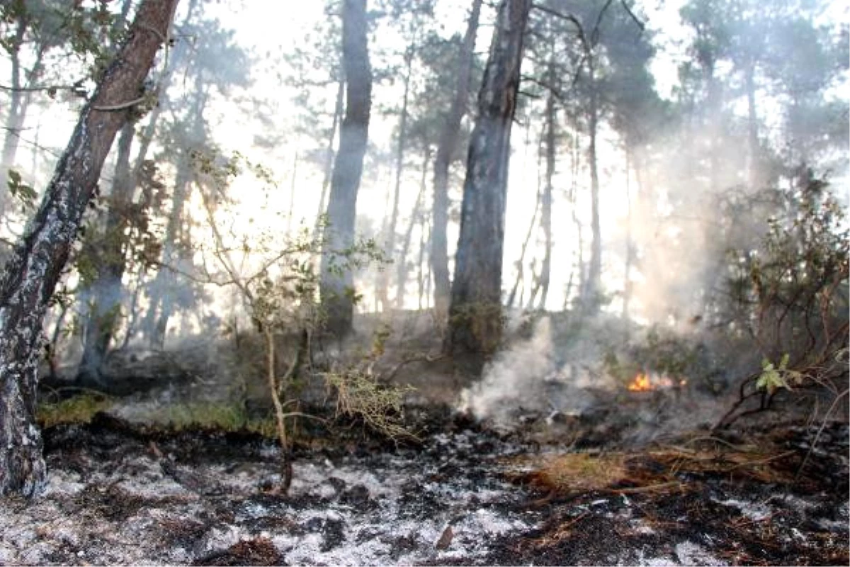 Bolu\'daki Orman Yangını Söndürüldü