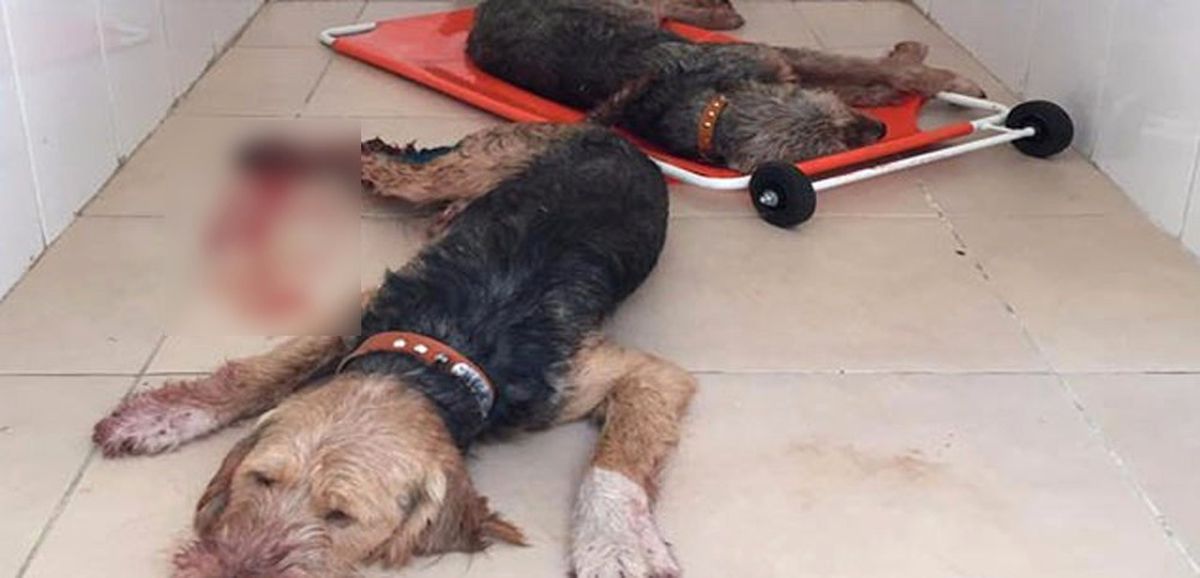 Domuzlar 5 Av Köpeğini Ağır Yaraladı