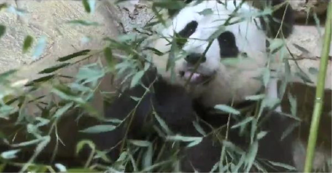 Fransa\'da Doğan İlk Panda Bir Aylık Oldu