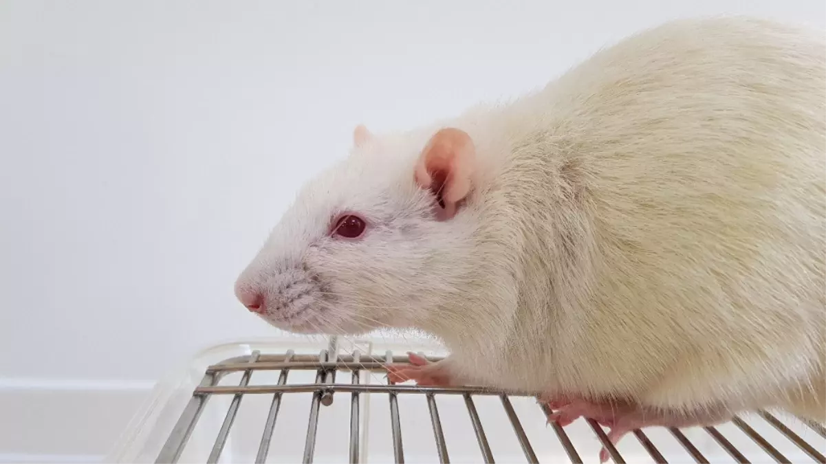 Sağlık, Kobay Fareler ile Gelecek