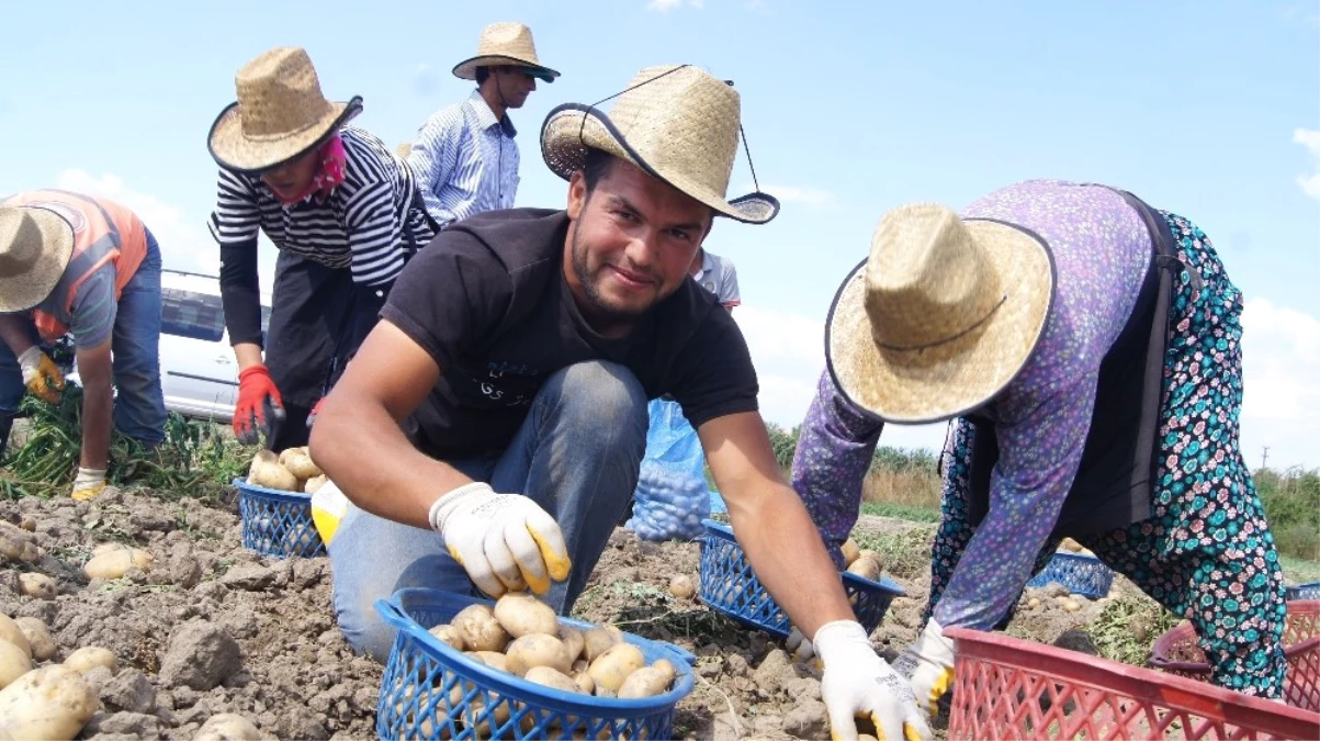 Akıllı Köy\'de Patates Denemesi Başarıyla Sonuçlandı