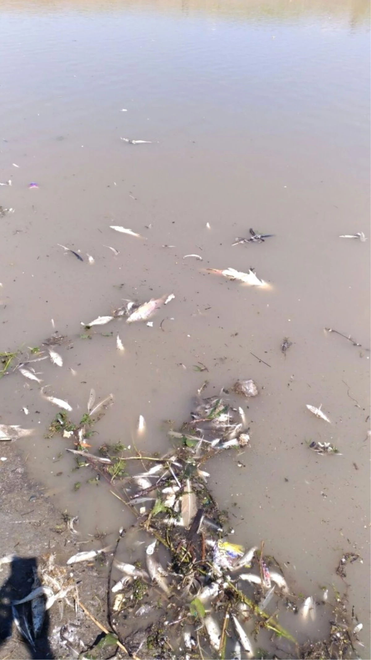 Arpaçay Baraj Gölünde Balık Ölümü