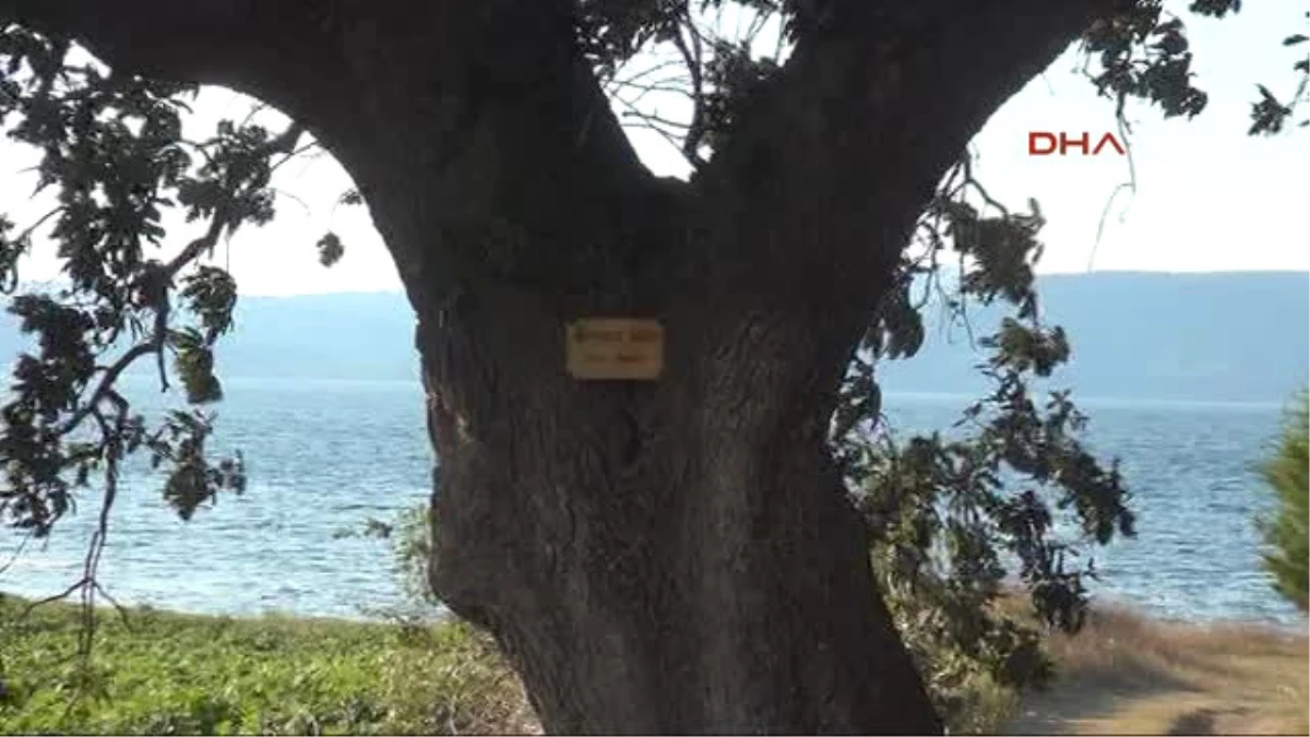 Çanakkale Şairlerin Adını Anıt Ağaçlarda Yaşatıyor