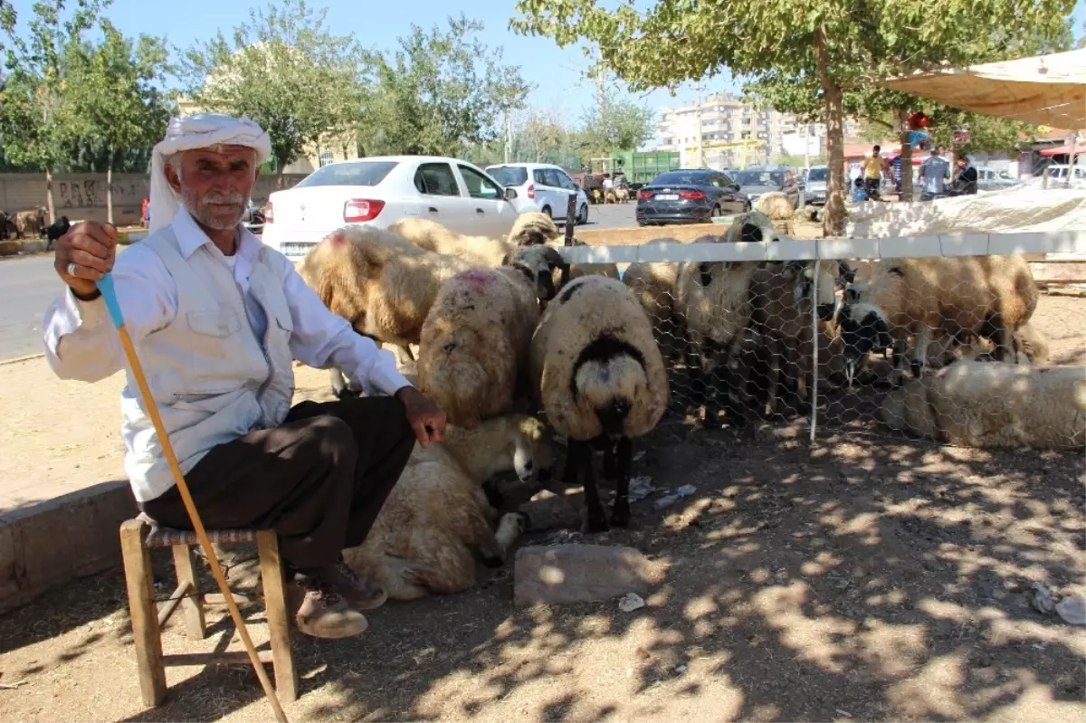 Diyarbakır\'da Kurbanlıklar Elde Kaldı