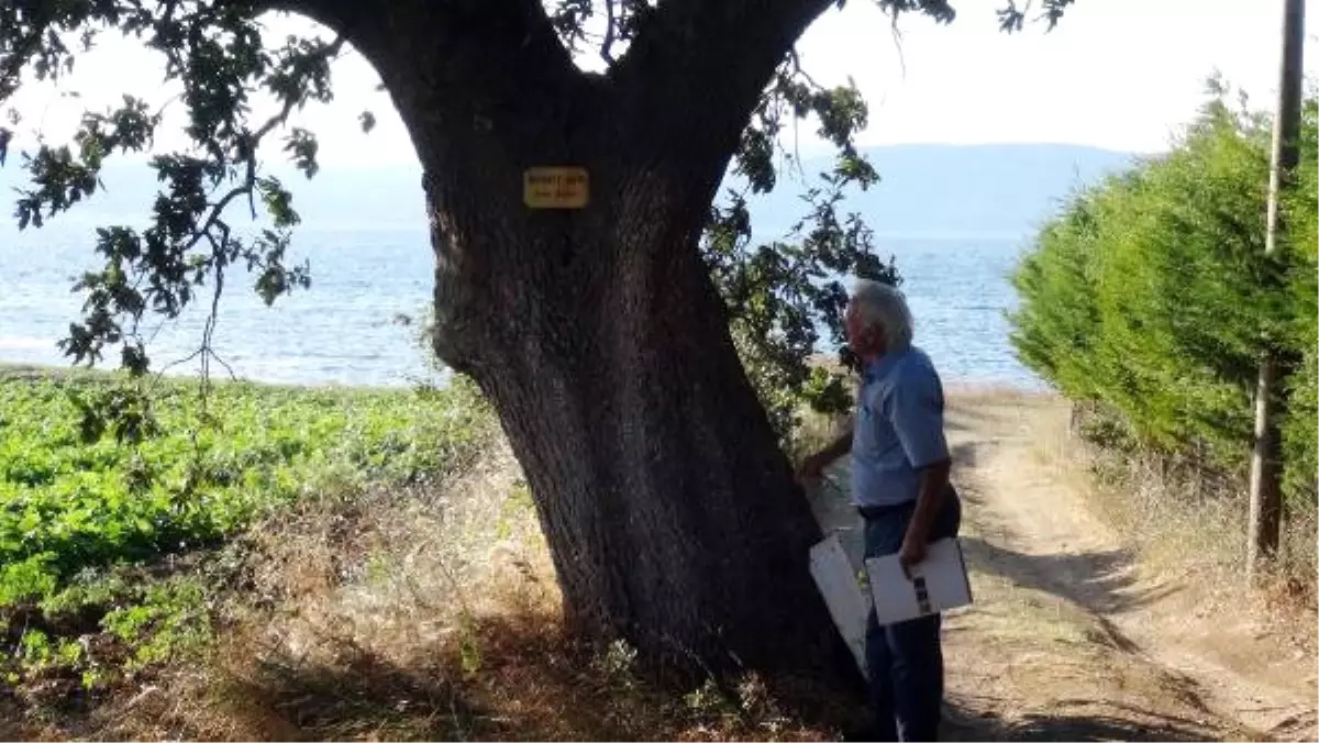 Şair ve Yazarların Adını Anıt Ağaçlarda Yaşatıyor