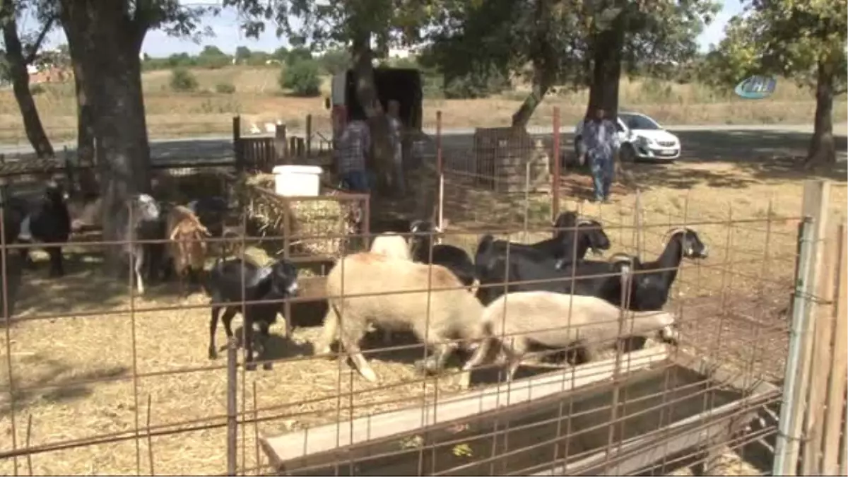 Tekirdağ)onlarca Kurbanlık Elde Kaldı