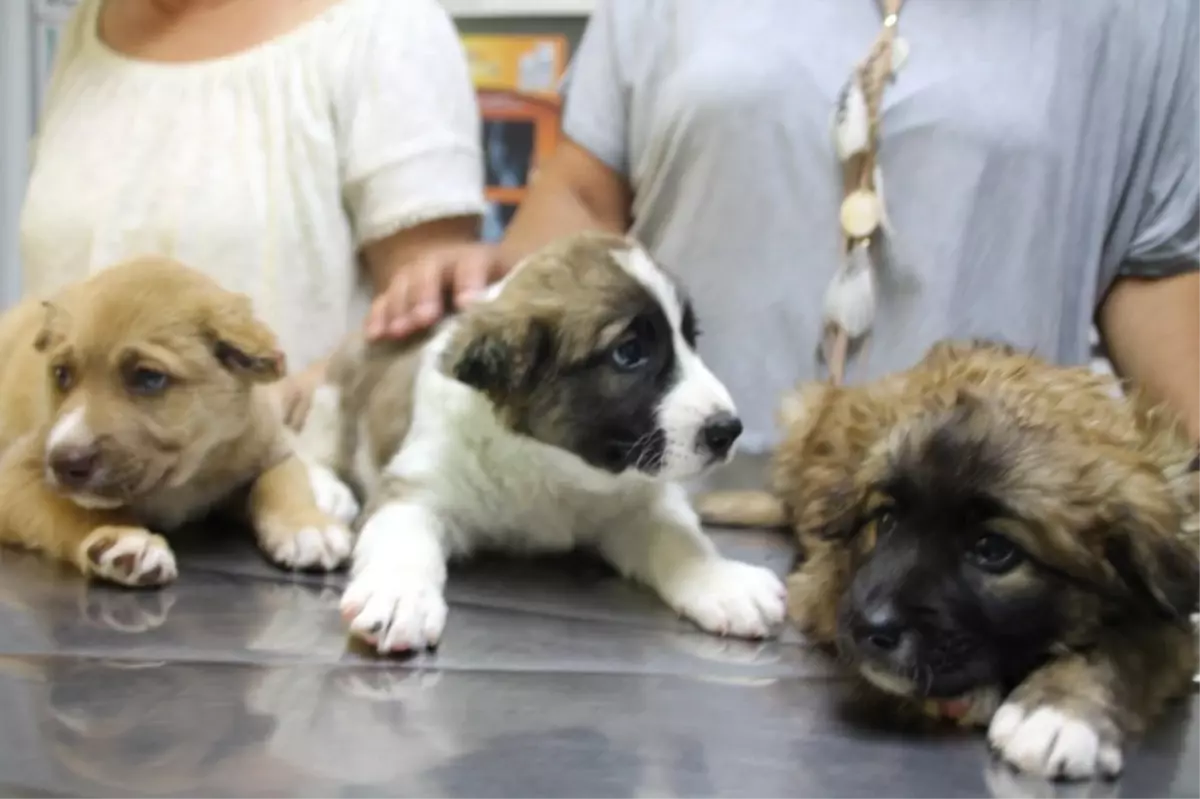 3 Yavru Köpeğe İşkence Yapan Askere Soruşturma