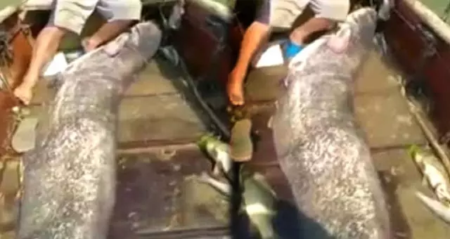 Tüm kurallara göre yayın balığı balıkçılığı Tüm kurallara göre yayın balığı balıkçılığı