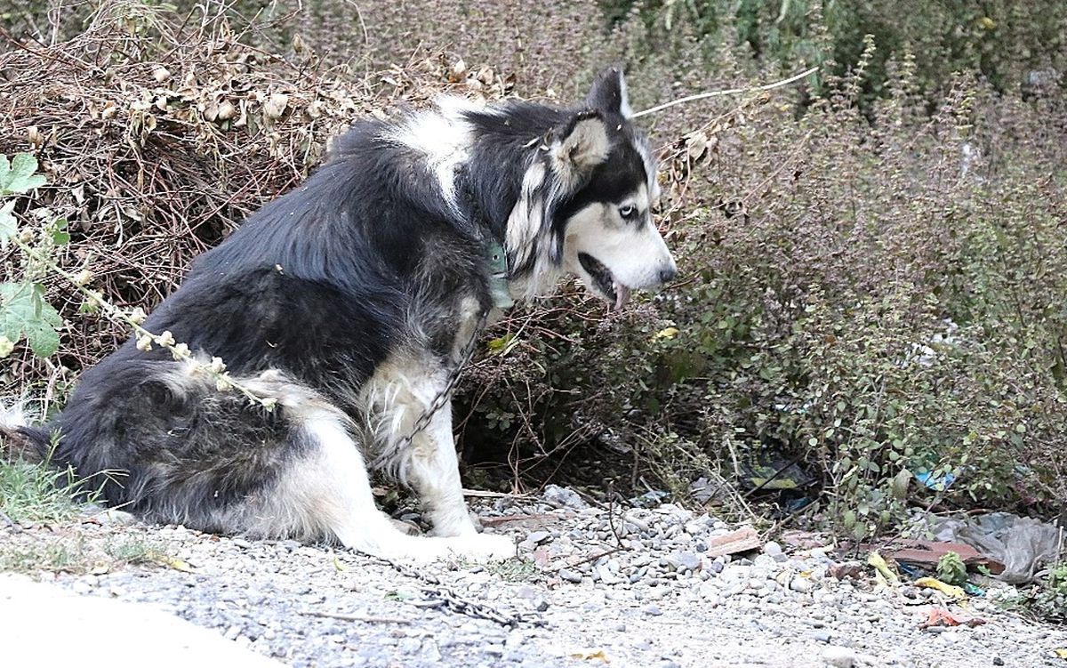 Evinin Karşısına Tuvaletini Yapan Köpeği ve Sahibini Vurdu