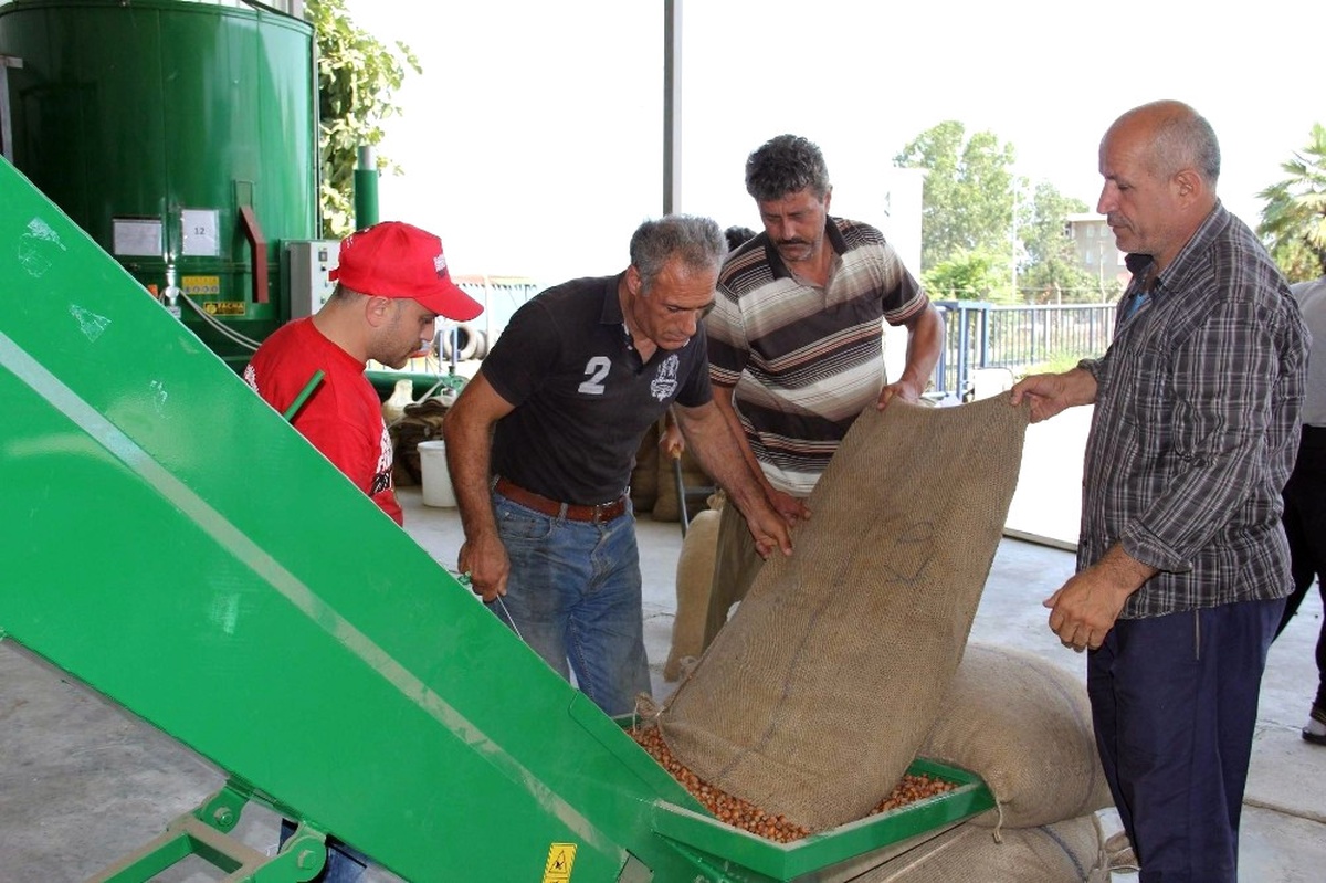 Fındık Yerden Toplanıyor, Makinede Kurutuluyor