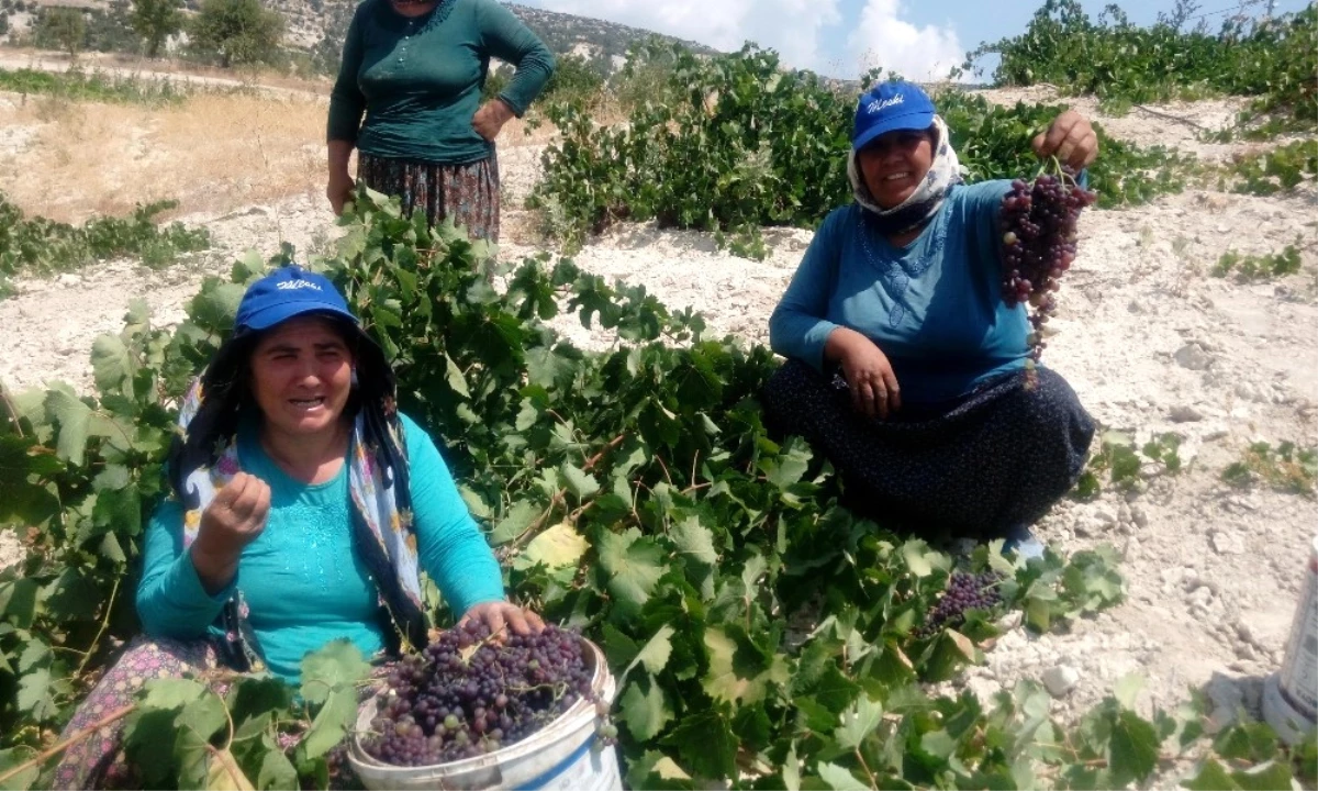 Gülnar\'da Kişniş Üzüm Hasadına Başlandı