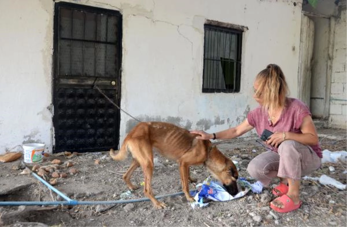 Mersin\'de Zincirle Bağlanan Köpeğin İçler Acısı Hali Tepki Çekti