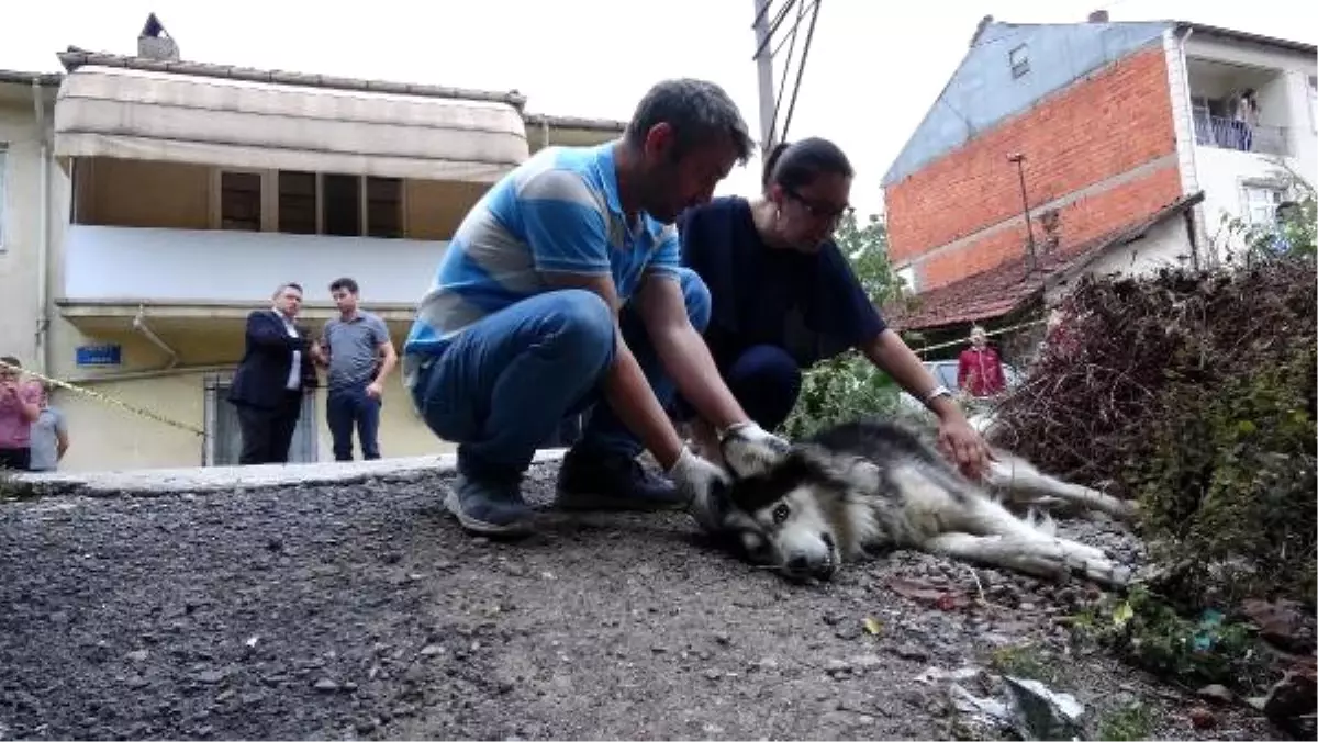 Sokakta Çişini Yapan Köpek ve Sahibini Tüfekle Yaraladı