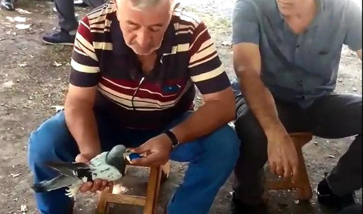 Susuz Kalan Güvercine Elleriyle Su İçirdi