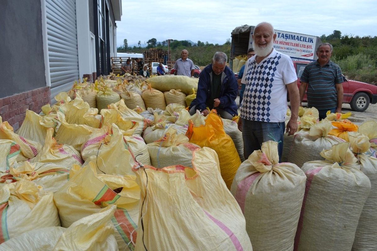 Tmo, Ordu\'da Fındık Alımlarına Başladı