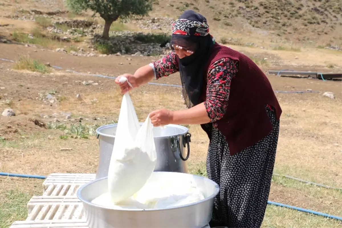 Yayladan Gelen Lezzet: Erzincan Tulum Peyniri