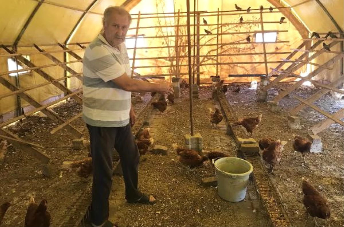 10 Kez Çiftliğe Girip 500 Tavuk Çaldılar