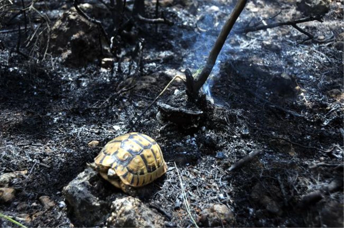 Alevlerin Arasında Kalan Kaplumbağalar Kurtarıldı