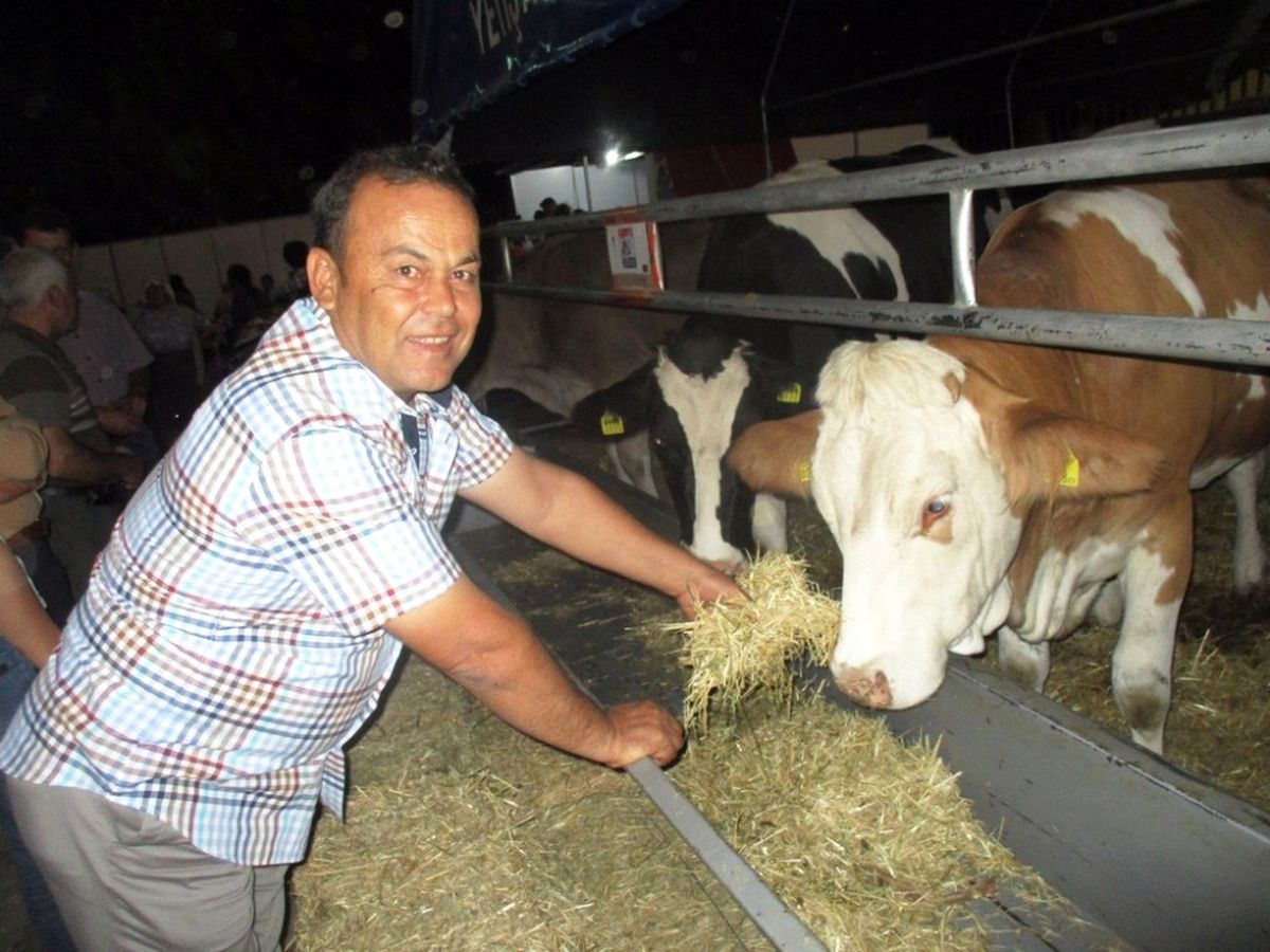 Almanya ve Avusturya\'dan Bin Düve İthal Edilecek