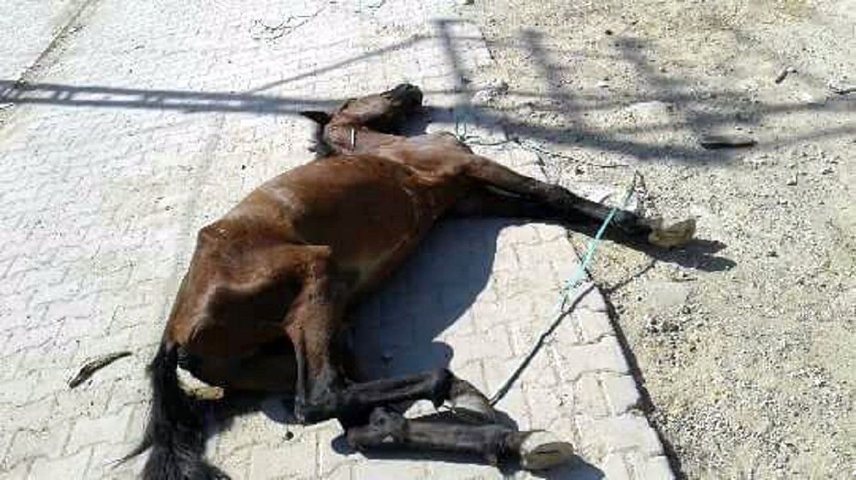Aşırı Yüke Dayanamayıp Düşen Atı Ölüme Terk Ettiler