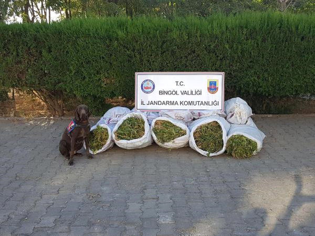 Bingöl\'de 1 Milyon 50 Bin Kök Hint Keneviri Ele Geçirildi