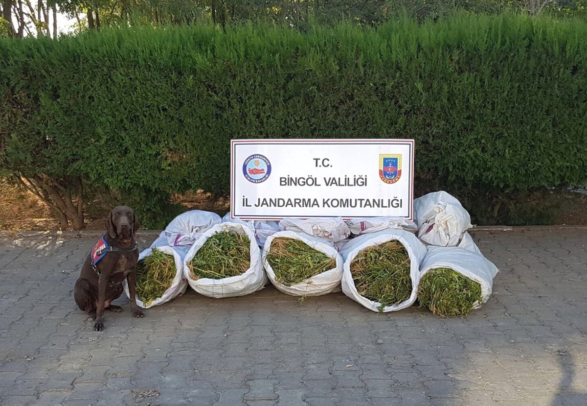 Bingöl\'de 1 Milyon Kök Hint Keneviri Ele Geçirildi