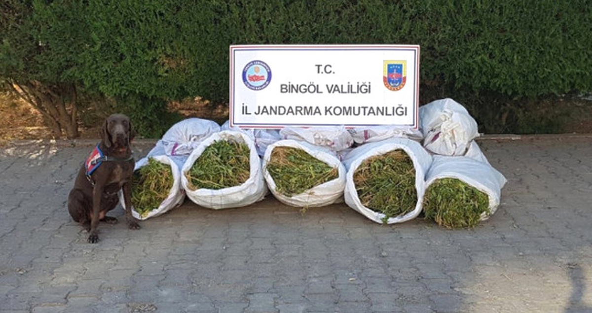 Bingöl\'de 1 Milyon Kök Hint Keneviri Ele Geçirildi