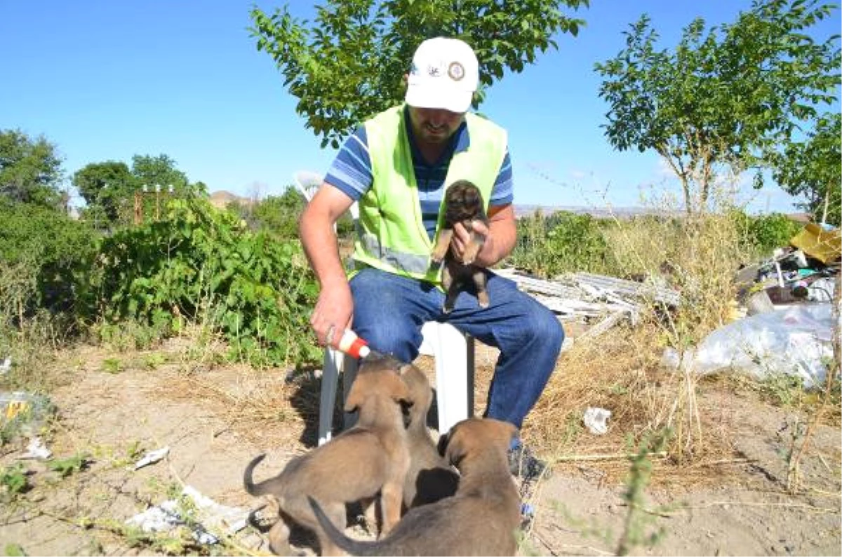 Bünyan Belediyesi Annelerinin Terk Ettiği Köpeklere Sahip Çıktı