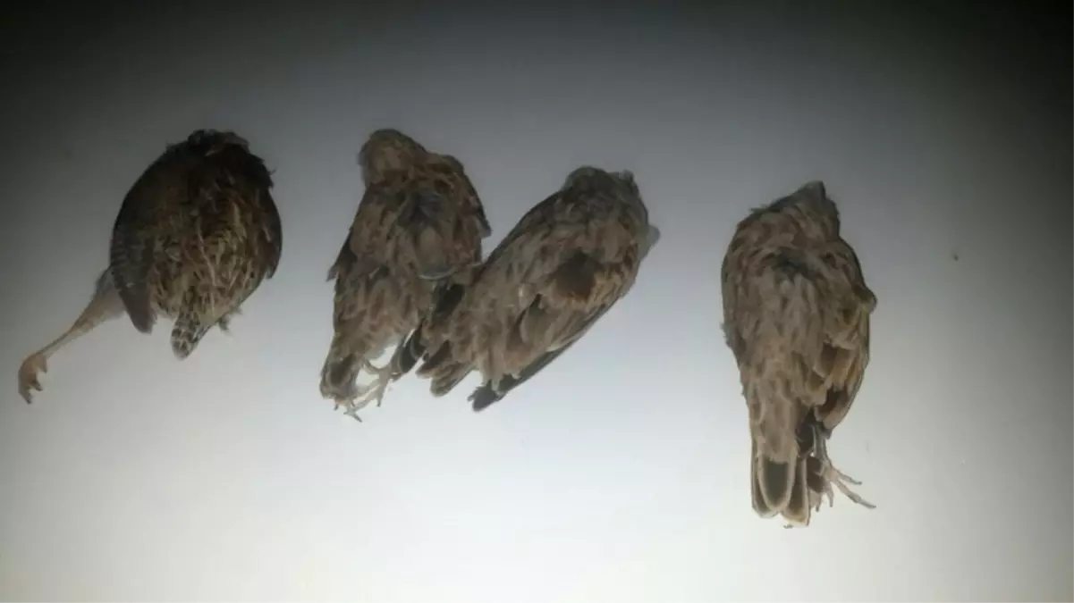 Gölbaşı İlçesinde Kaçak Avcılara Geçit Yok