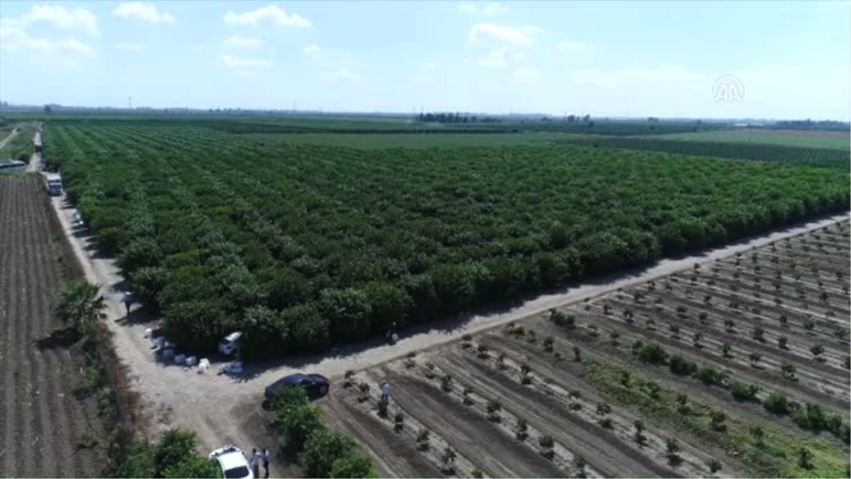 İklim Şartlarından Verimi Düşen Limon El Yakacak