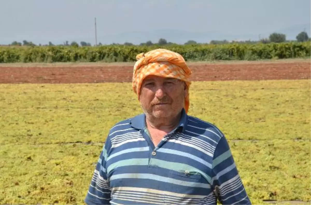 İngiltere, 5 Çayında Türk Kuru Üzümü Tüketiyor