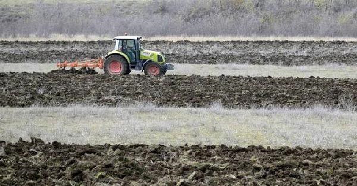Küresel Tahıl Üretimi Artarken Tüketim ve Stoklar Yükseliyor