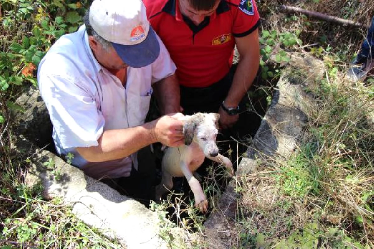 Kuyuda Mahsur Kalan Yavru Köpeği İtfaiye Kurtardı