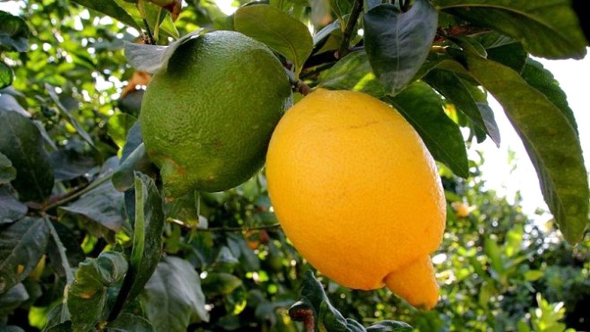 Limon Fiyatı El Yakacak