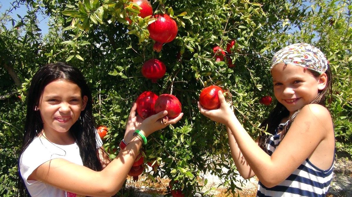 Mersin\'de İlk Nar Hasadı Yapıldı